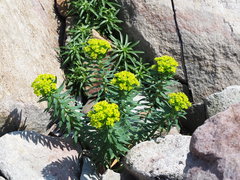 Euphorbia jolkinii