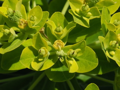 Euphorbia jolkinii