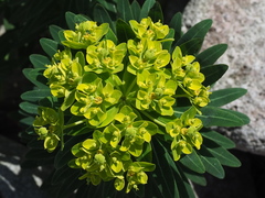 Euphorbia jolkinii