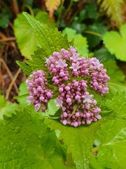 Valeriana pyrenaica
