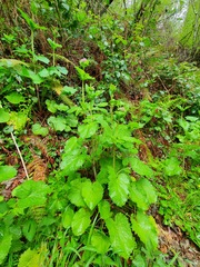 Valeriana pyrenaica