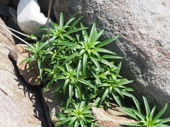 Lilium longiflorum scabrum