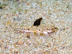 Sailfin Dragonet photo 3