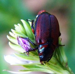 Strigoderma