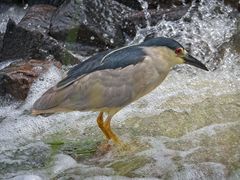 Black-Crowned Night Heron photo 5