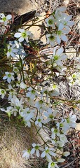 Gentianella stellata