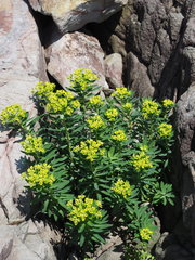 Euphorbia jolkinii