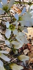 Gentianella stellata