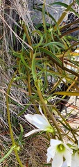 Gentianella stellata