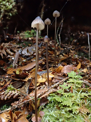 Mycena cystidiosa