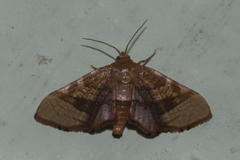Hypolamprus