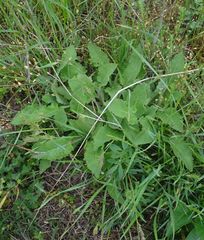 Salvia dumetorum