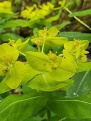 Euphorbia hyberna
