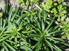 Lilium longiflorum scabrum