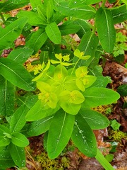Euphorbia hyberna