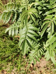 Melianthus comosus