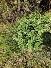 Melianthus comosus