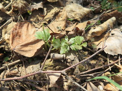 Ranunculus franchetii