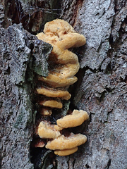 Rigidoporus laetus