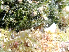 Clinitrachus argentatus