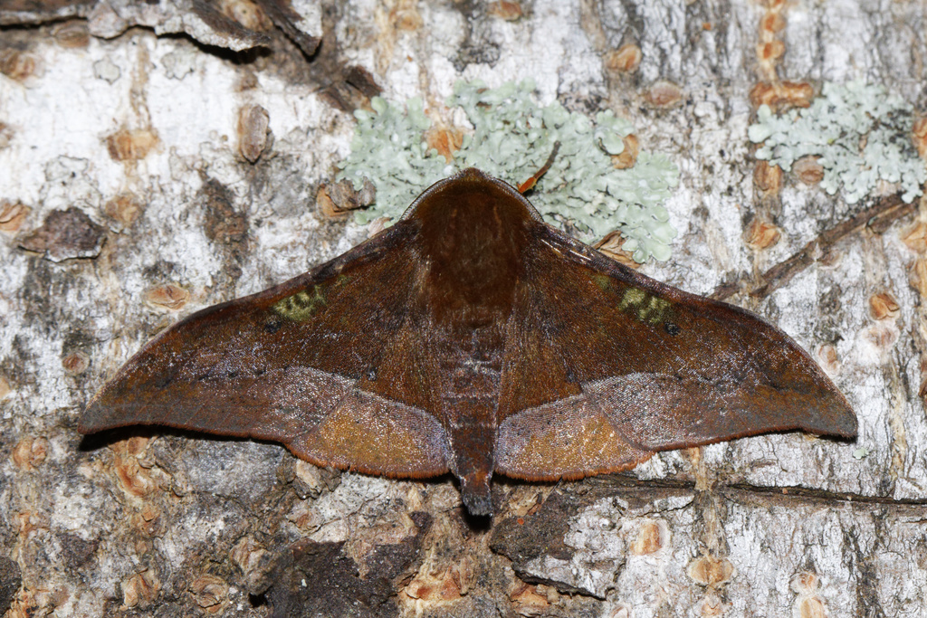 Plegapteryx