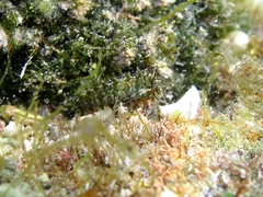 Clinitrachus argentatus