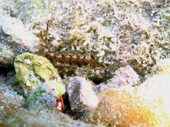 Clinitrachus argentatus