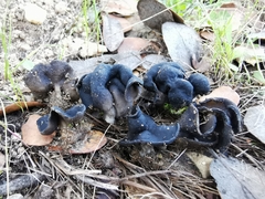 Helvella semiobruta