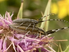 Agapanthia suturalis