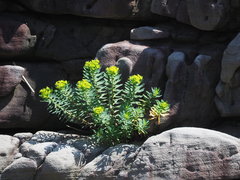 Euphorbia jolkinii