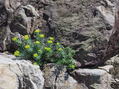 Euphorbia jolkinii
