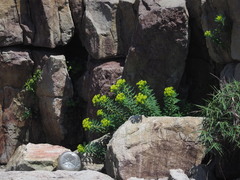 Euphorbia jolkinii