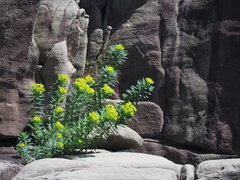 Euphorbia jolkinii