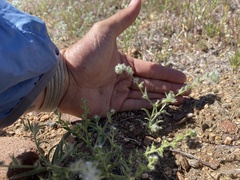 Cryptantha juniperensis