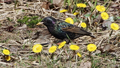 Sturnus vulgaris