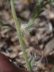 Cryptantha juniperensis