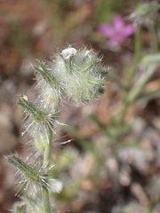 Cryptantha juniperensis