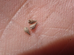 Cryptantha juniperensis