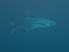 Lichia amia