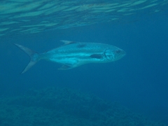 Lichia amia