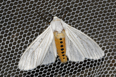 Ustjuzhania lineata