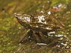 Ouroporopterus squamiventris