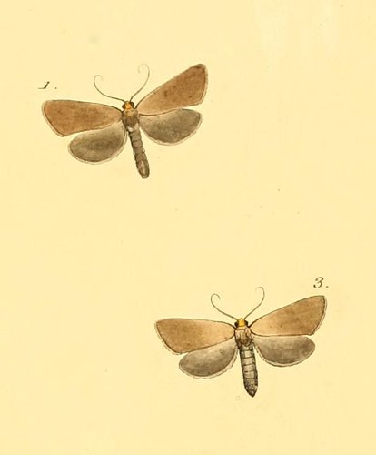 Scotura flavicapilla thumbnail