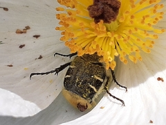 Trichiotinus piger