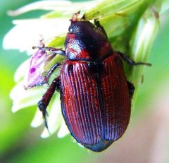 Strigoderma