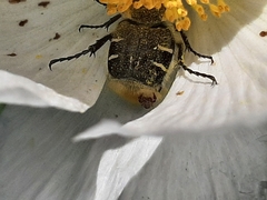 Trichiotinus piger