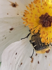 Trichiotinus piger