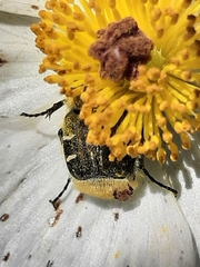 Trichiotinus piger
