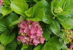 Hydrangea petiolaris