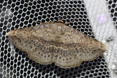 Maxera marchalii